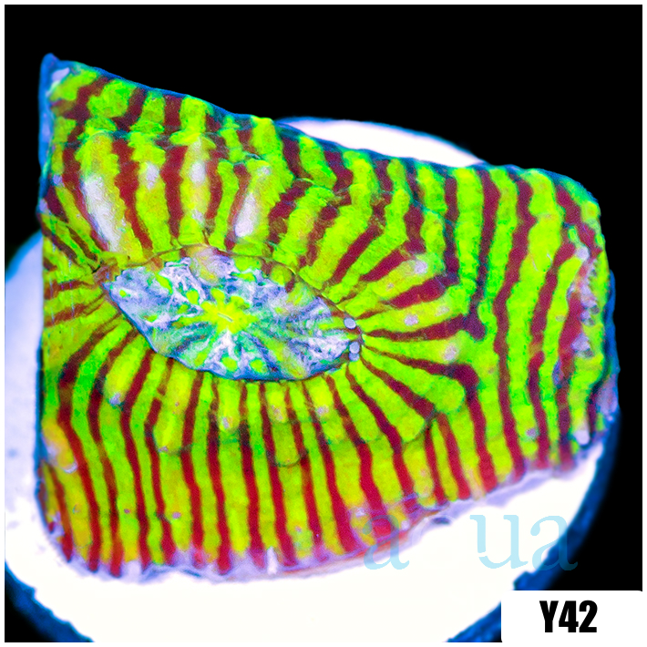 Coral プロフィール必読 Coral Finder 2022, the Annual Revision of the Best ID Guide | Reef